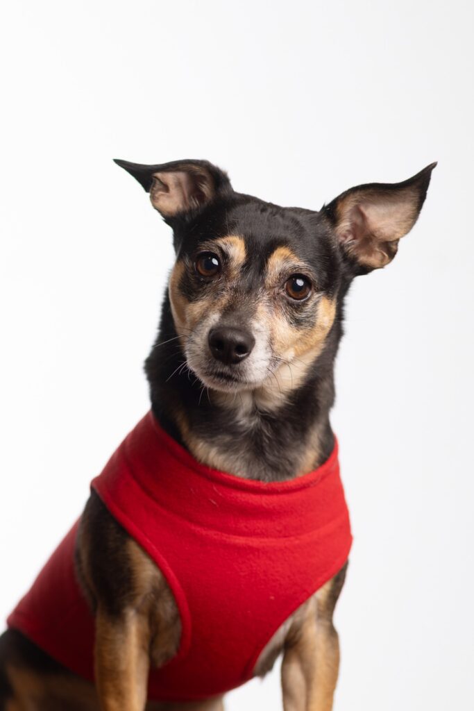 Headshot image of Spark the heart and soul of the office